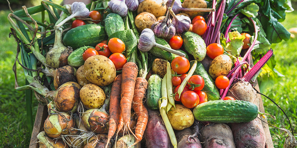 Reach Next Level Independence By Growing Your Own Food
