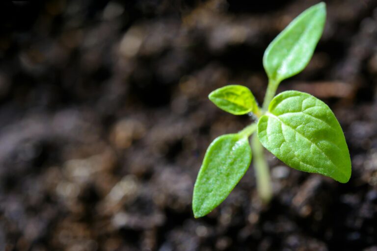 Beginner&rsquo;s Guide to Using AI in Your Garden