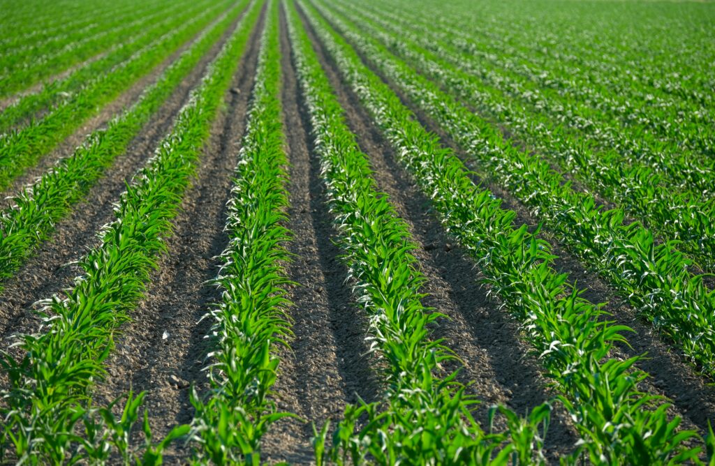 What Is Artificial Intelligence in Plants?