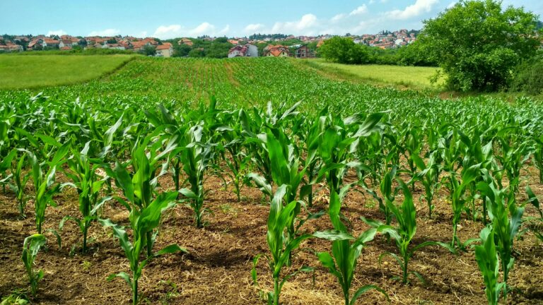 What Is AI in Horticulture?