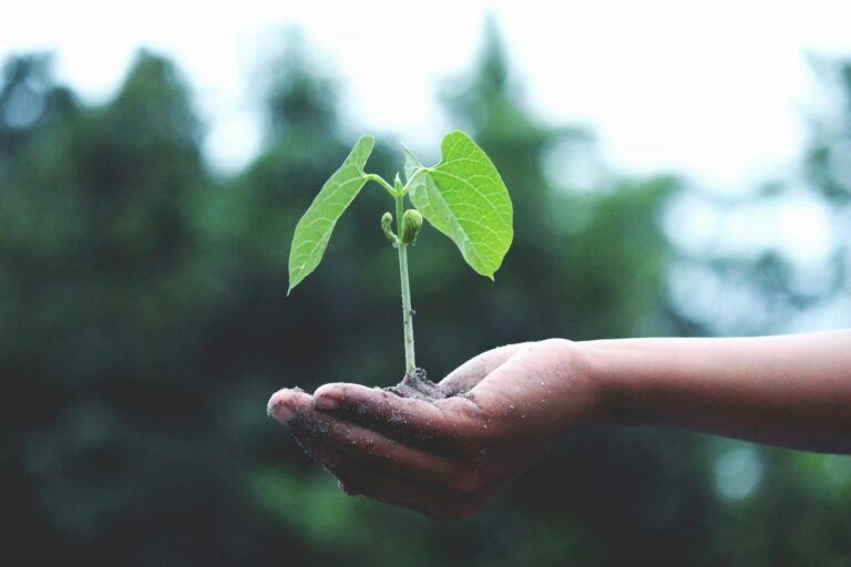 Seasonal Planting Calendars Powered by AI