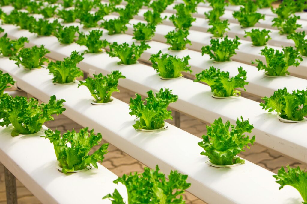 The Beginner&rsquo;s Guide to AI Hydroponics at Home