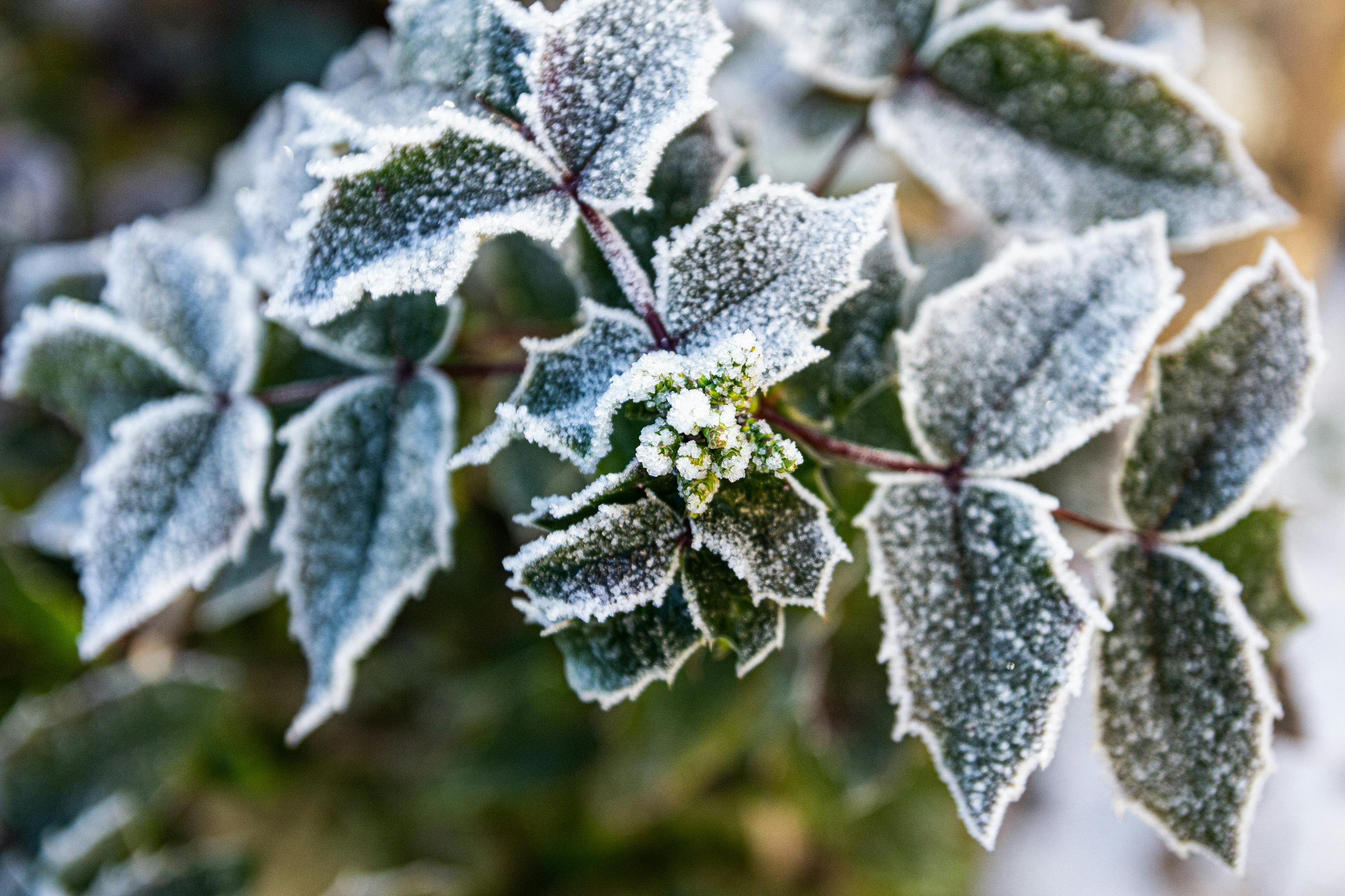 Winter Gardening Hacks: Using AI to Grow Indoors