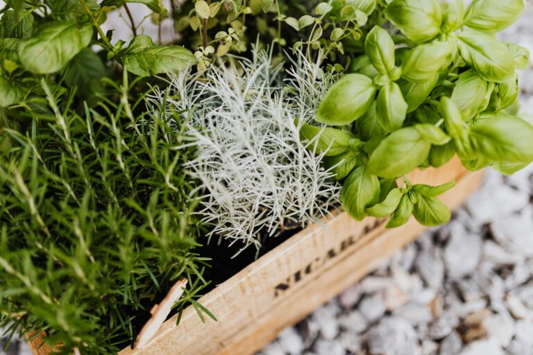Growing Fresh Herbs Indoors with AI Support