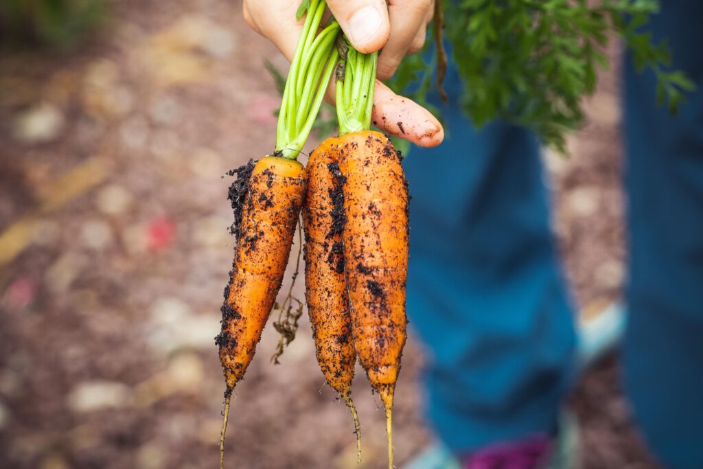 Fall Gardening Made Simple with AI Technology