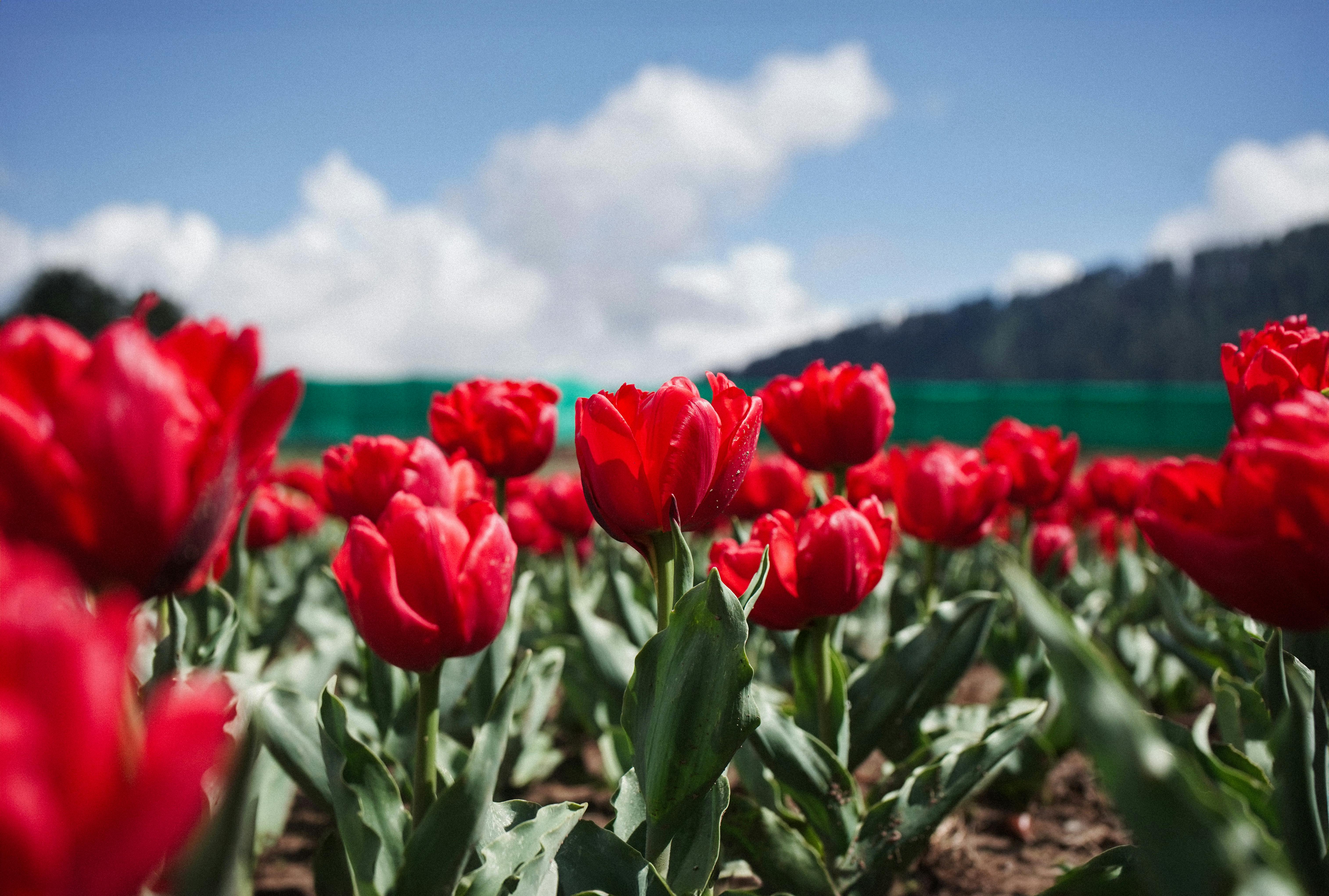 How AI Helps Urban Farmers Maximize Rooftop Gardens