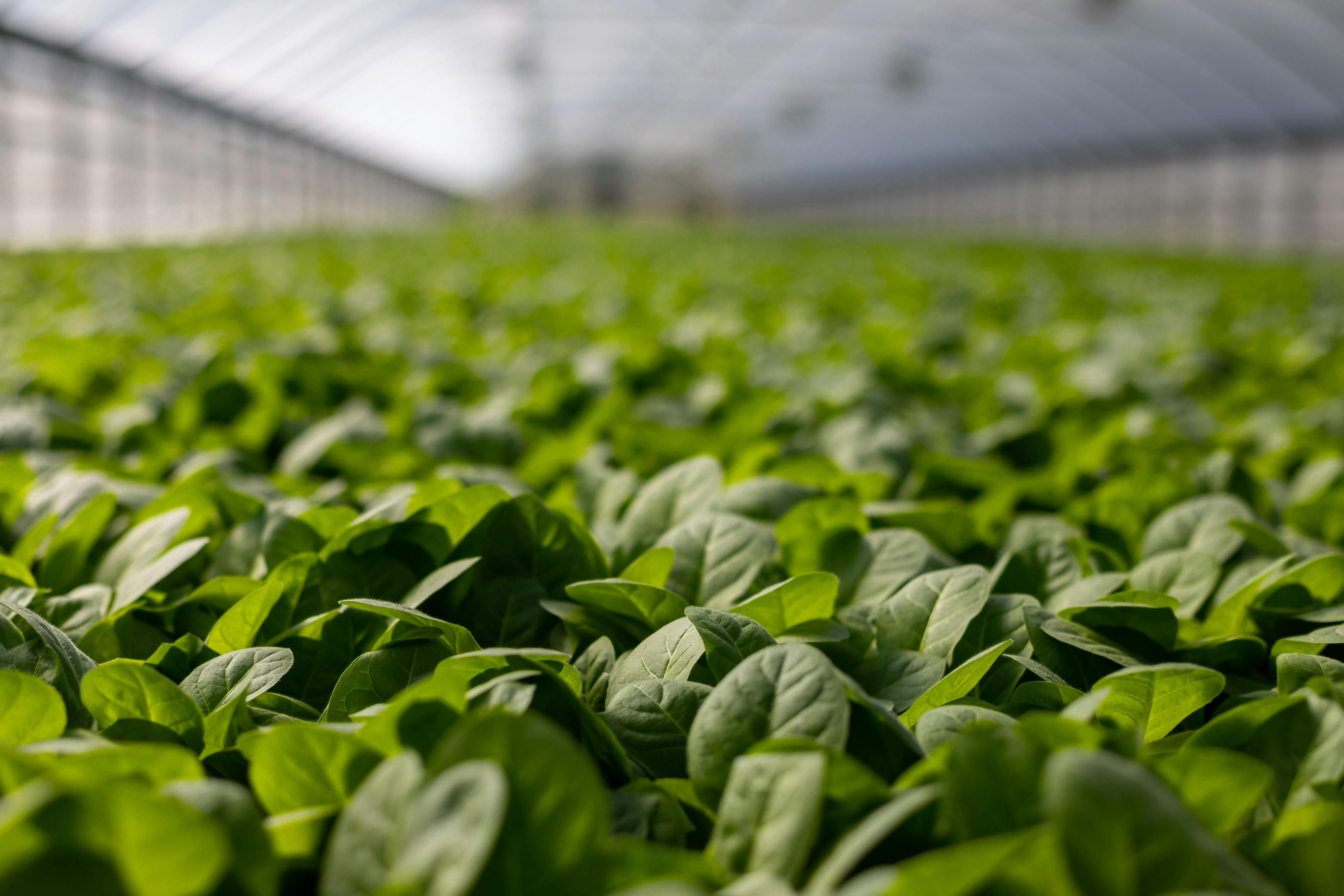 Step-by-Step: Create an AI-Managed Vegetable Garden