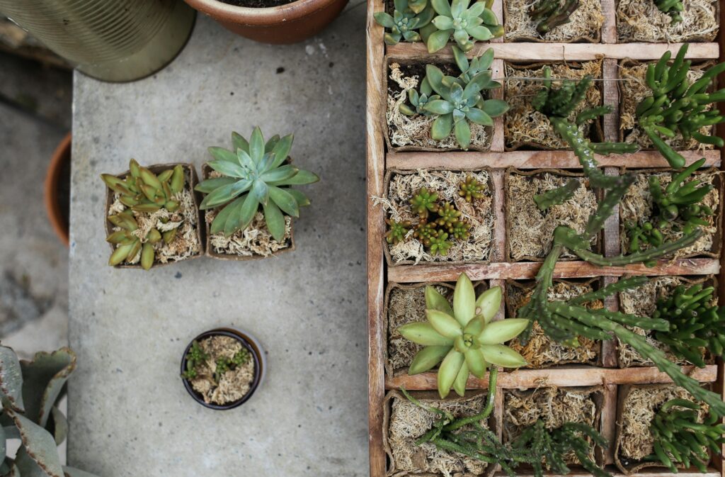 Small Space Gardening: How AI Can Help You Succeed