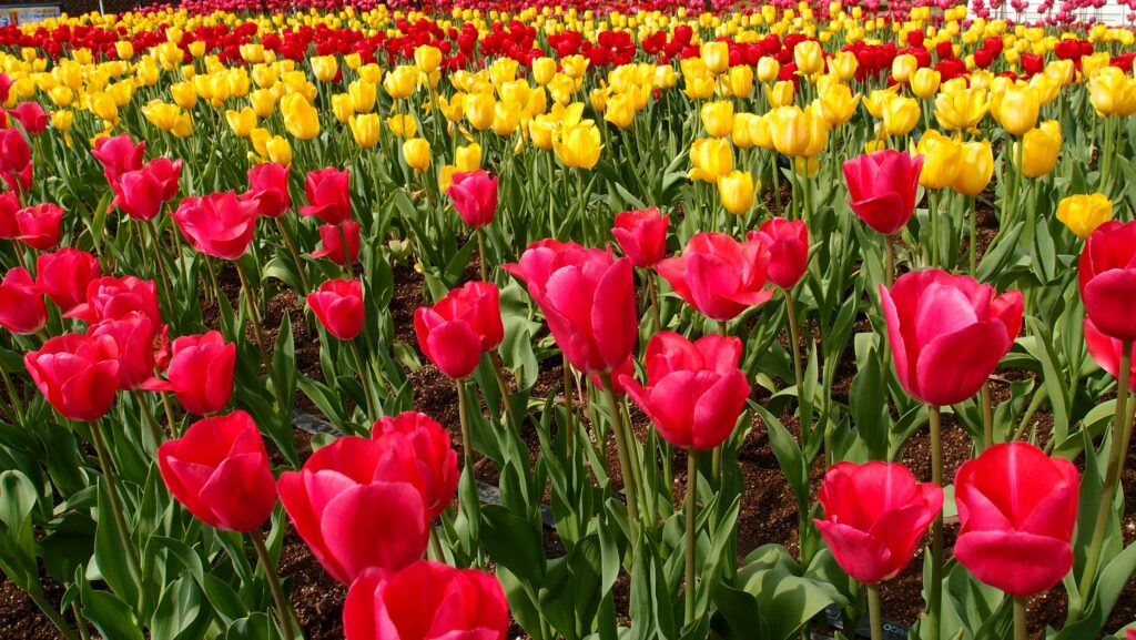 How to Plan Your Spring Garden Using AI